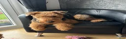 Airedale Terrier dogs for sale: Airedale  - Advert 1