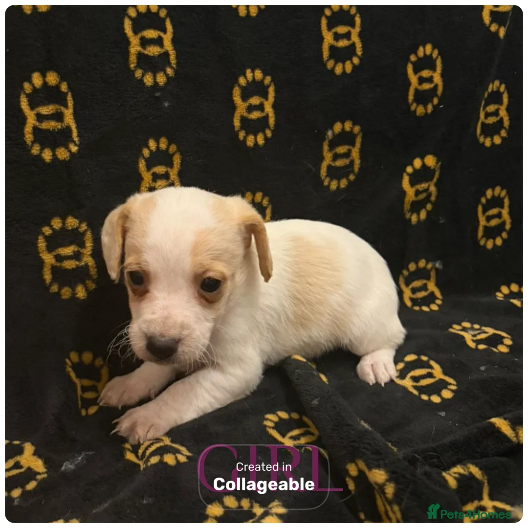 Mixed Breed dogs for sale: Cocker spaniel/ jack russels - Advert 6