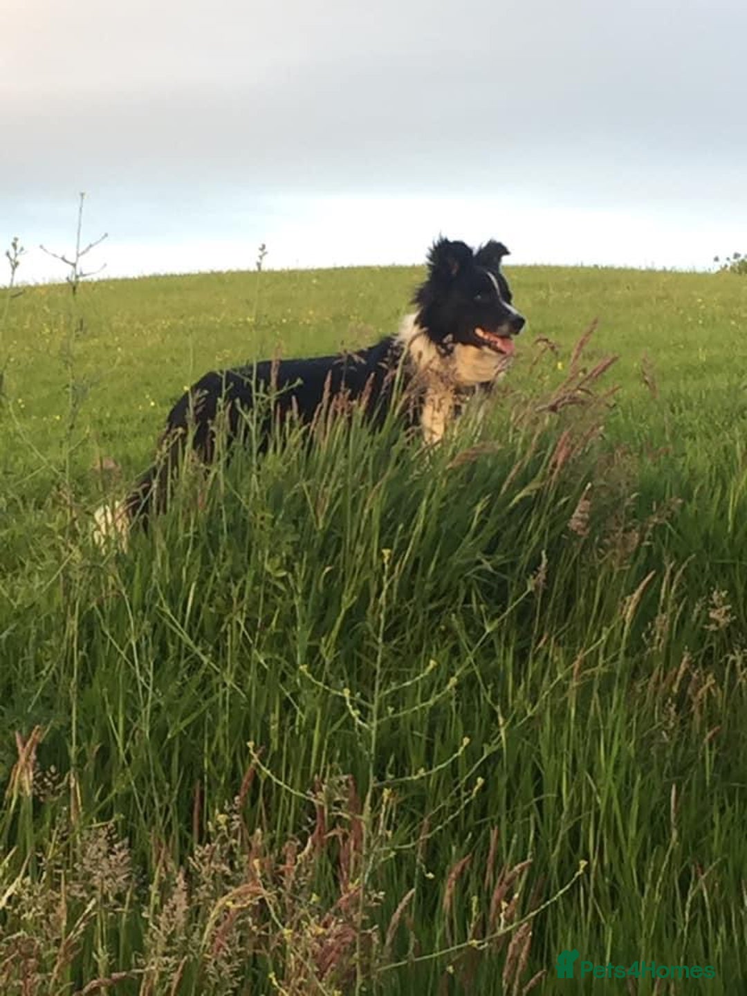 Border Collie dogs for sale: TopClass KC Health tested Border Collie Puppies  - Advert 17