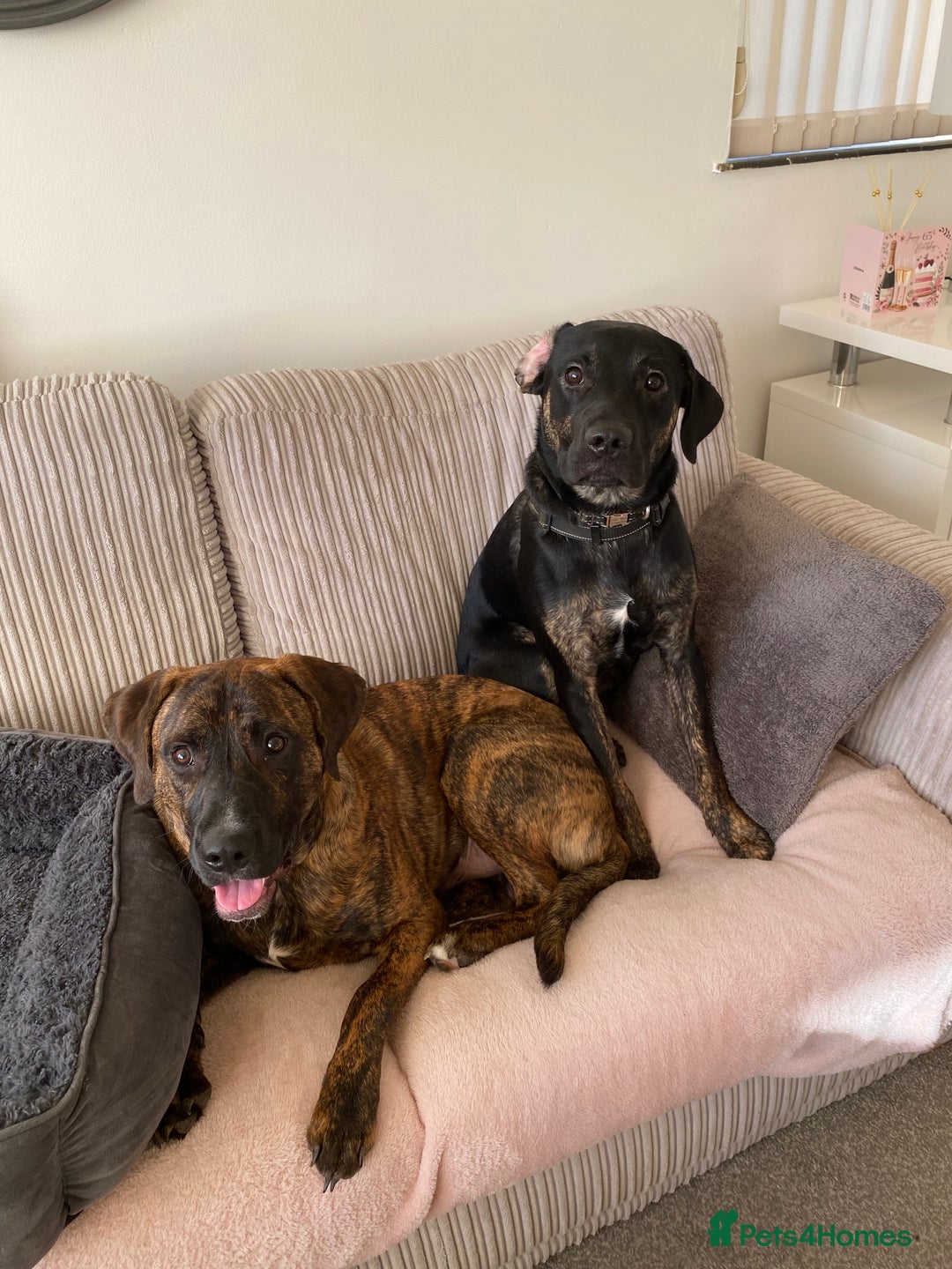 Mixed Breed dogs for sale: Make Staffordshire bull terrier  - Advert 2