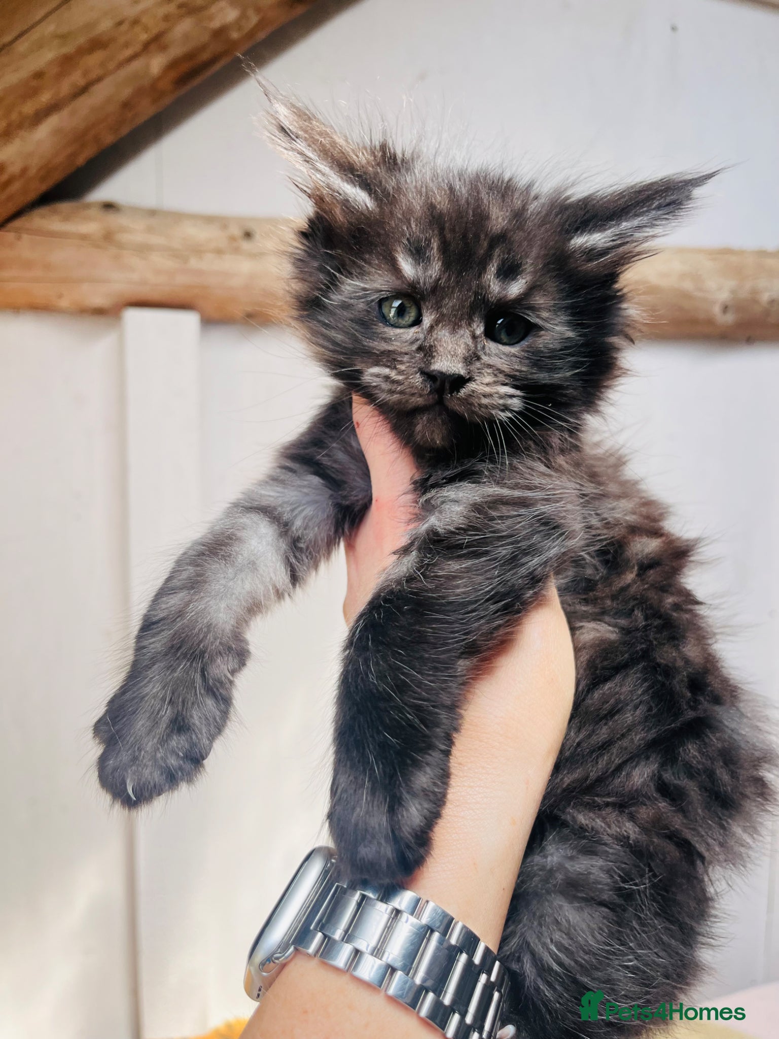 Maine Coon cats Stunning pedigree Maine coon kittens TICA  - Advert 1