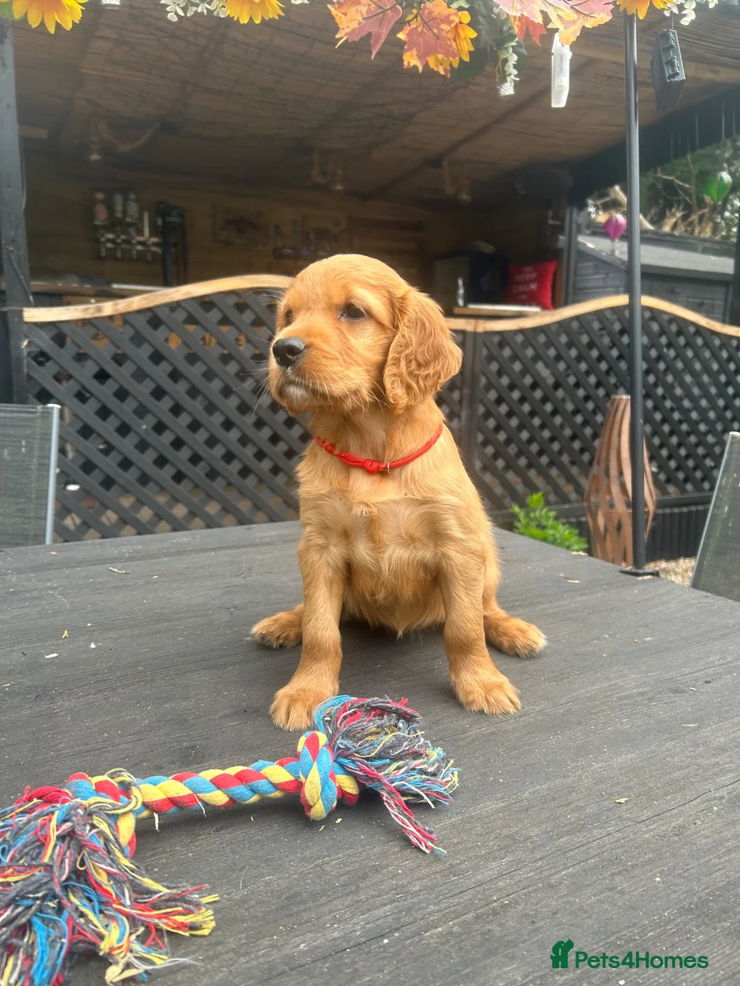 Mixed Breed dogs for sale:  ☘️ Golden Irish puppies available  ☘️ - Advert 1
