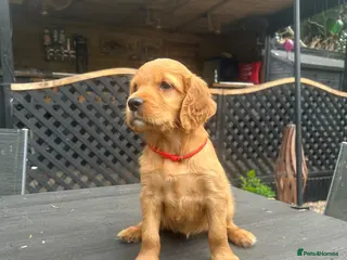 Mixed Breed dogs ☘️ Golden Irish puppies available ☘️ - Advert 3