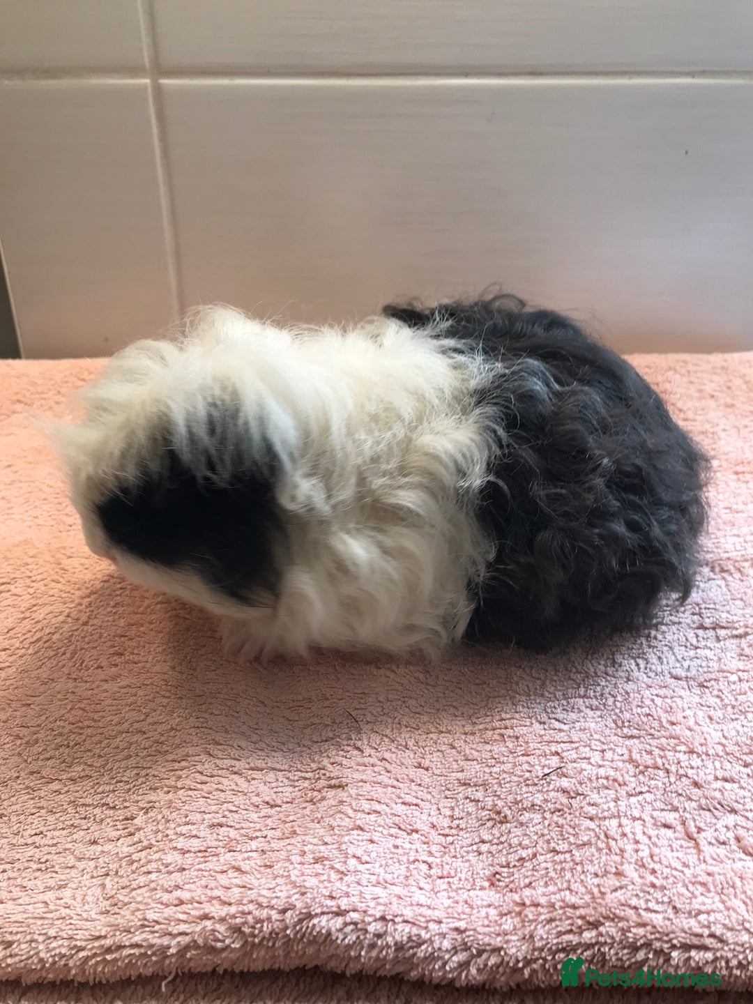 Guinea Pig rodents for sale: Self Black Boar -Pair of Fox Boars and Merino Boar - Advert 6