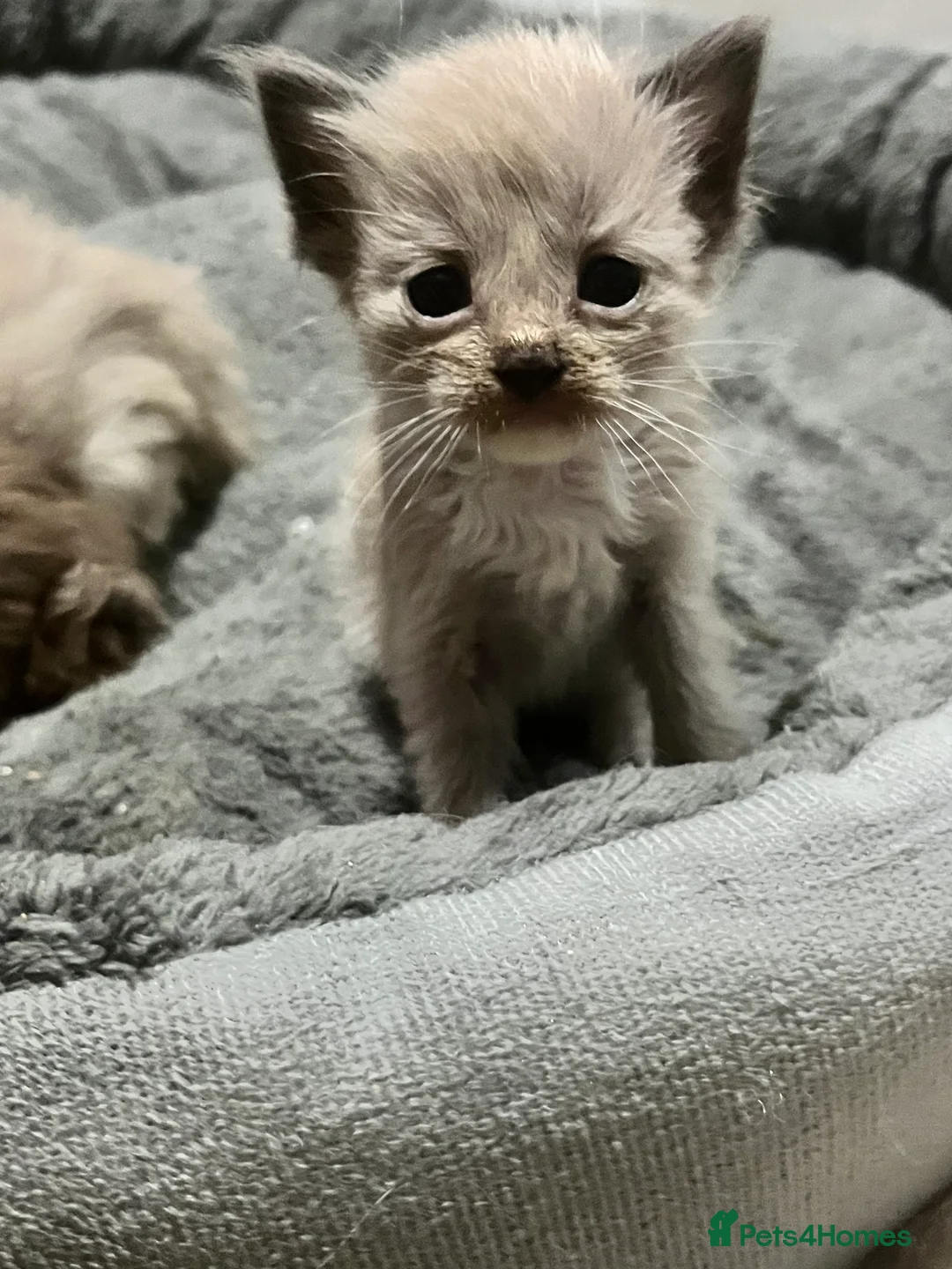 Ragdoll cats for sale: Cherubim ragdolls full pedigree - Advert 1