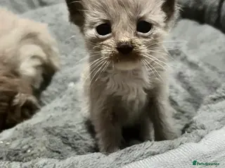 Ragdoll cats Cherubim ragdolls full pedigree - Advert 1