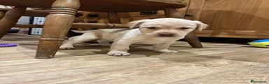 Labrador Retriever Puppy 4