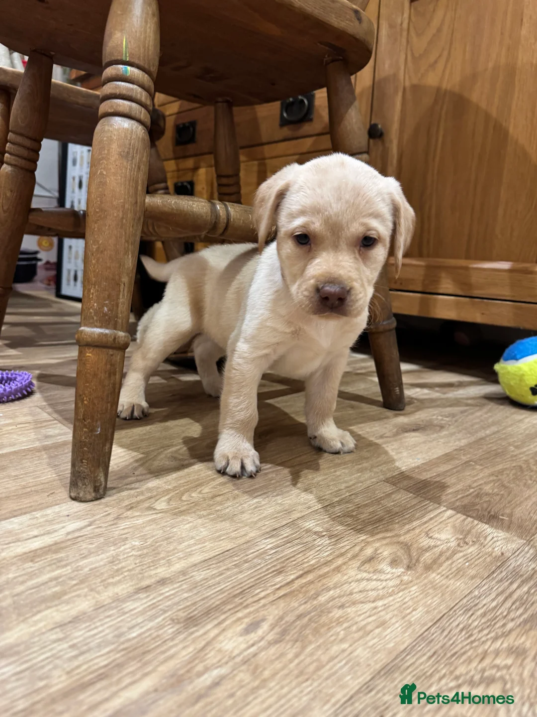 Labrador Retriever dogs for sale: Beautiful Chocolate and Yellow working Labradors  - Advert 36