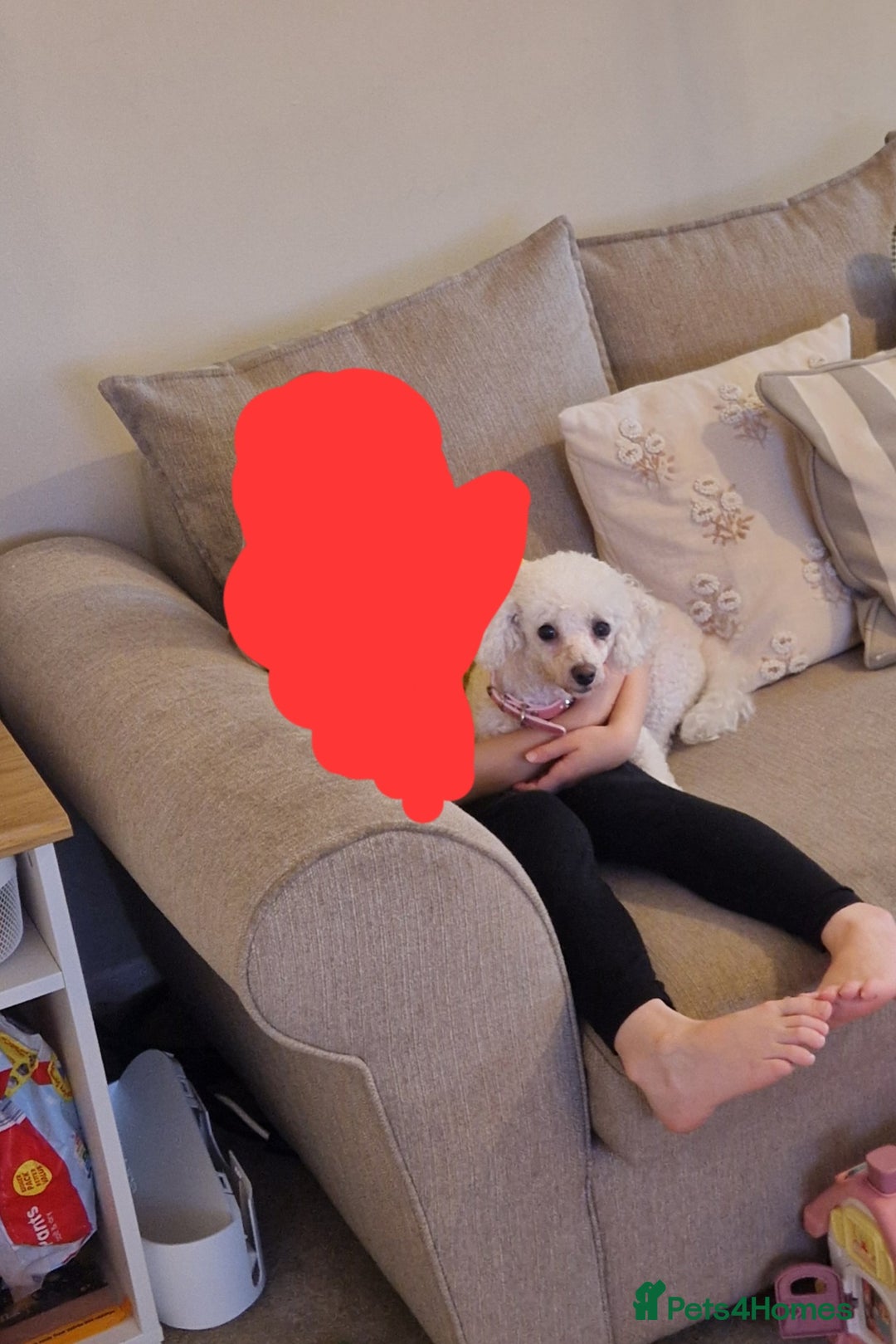 Bichon Frise dogs for sale: *URGENT HOME* Bichon Frise - Image 2
