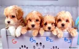 Maltipoo dogs for sale: ADORABLE TOY SIZE KOREAN SIRE F1 MALTIPOO PUPS  - Image 3