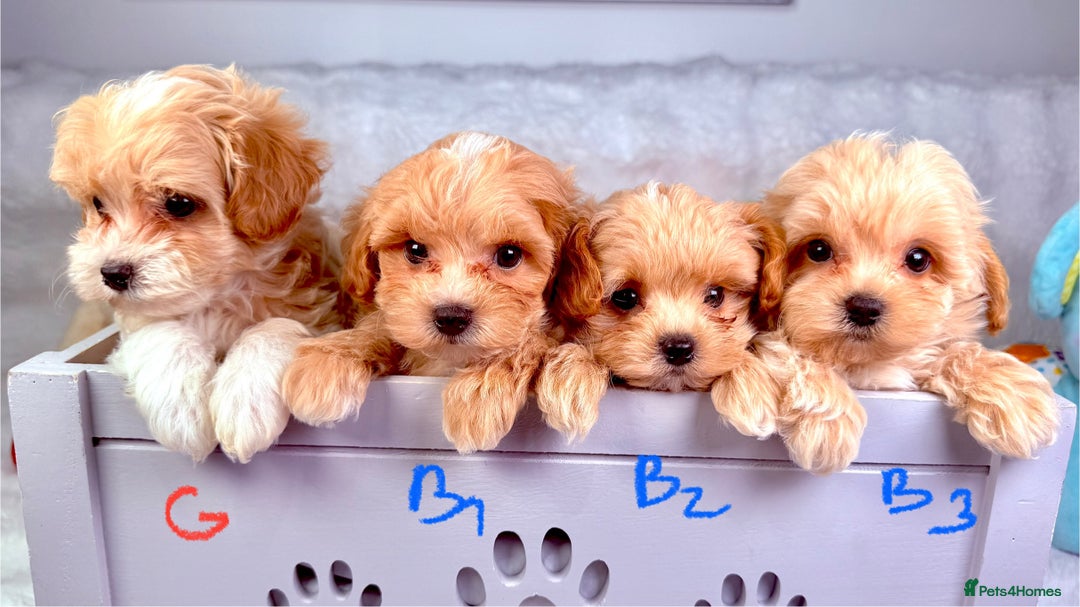 Maltipoo dogs for sale: ADORABLE TOY SIZE KOREAN SIRE F1 MALTIPOO PUPS  - Image 3