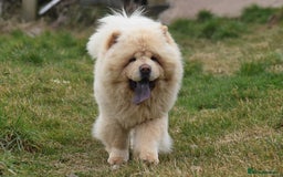Chow Chow dogs for stud: Stunning KC registered cream boy, carries dilute. - Image 4