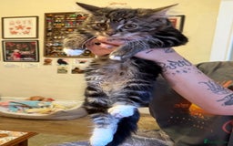 Maine Coon cats for sale: Beautiful Part Maine Coon Female Kitten - Image 13