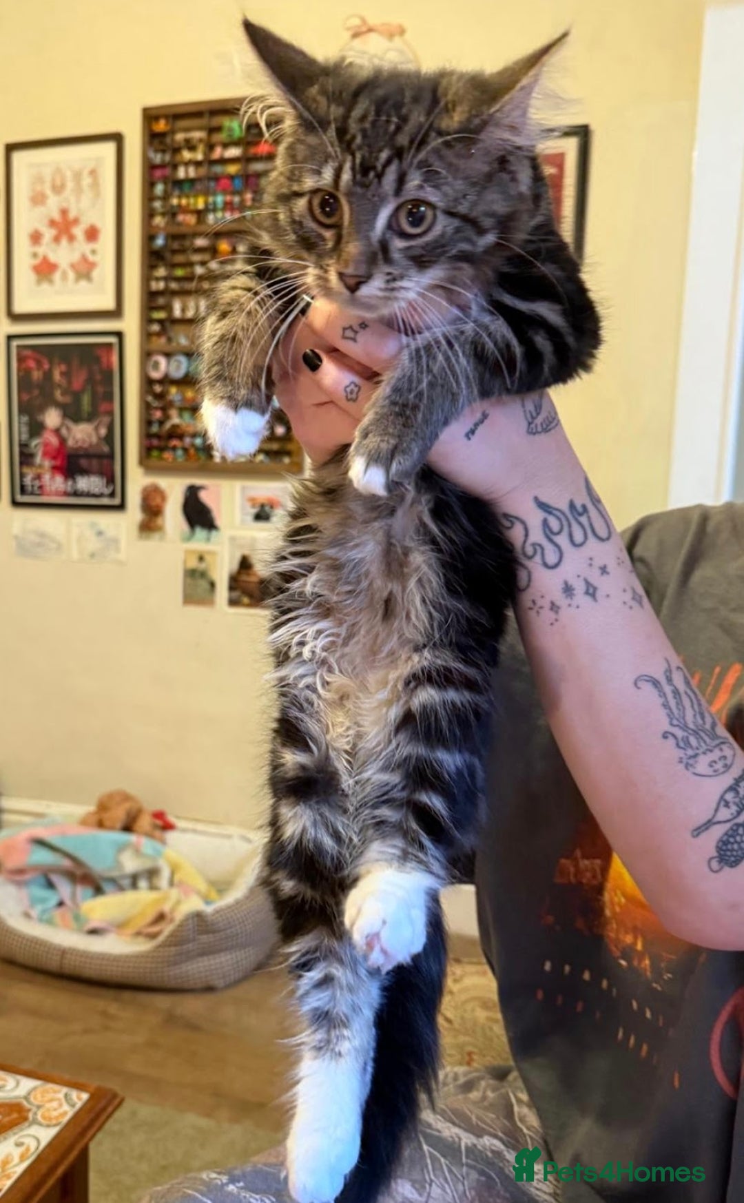 Maine Coon cats for sale: Beautiful Part Maine Coon Female Kitten - Image 13
