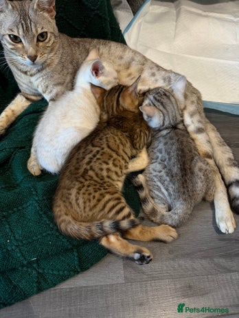 Bengal cats Bengal kitten. ONLY 2 left - Advert 6