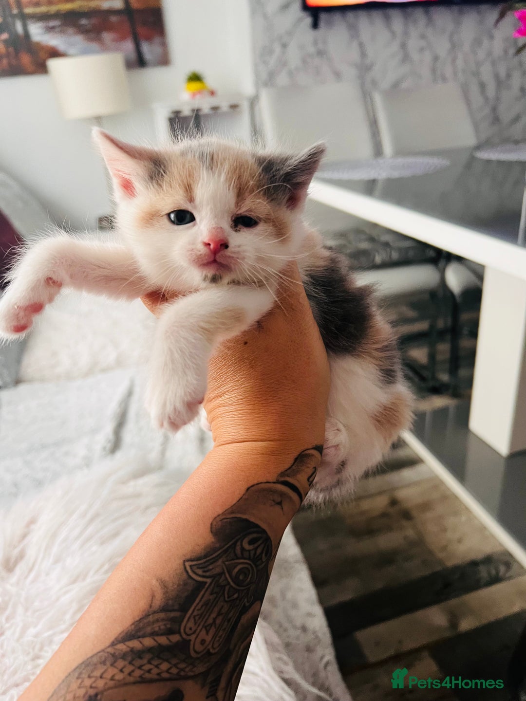 Mixed Breed cats for sale: Calico British Kittens – Home Raised – £350 Each - Advert 7