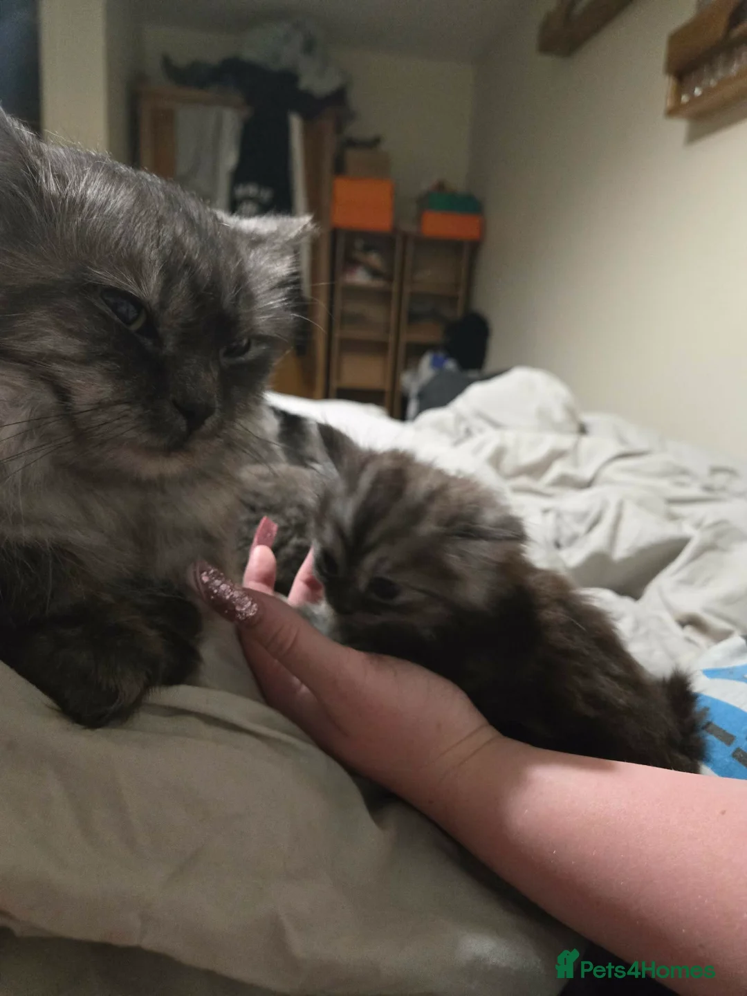 Persian cats for sale: Grey kitten only - Advert 2