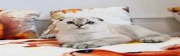 Scottish Fold cats for sale: 💙🐾 **Gorgeous Scottish Fold Boy ** - Advert 7