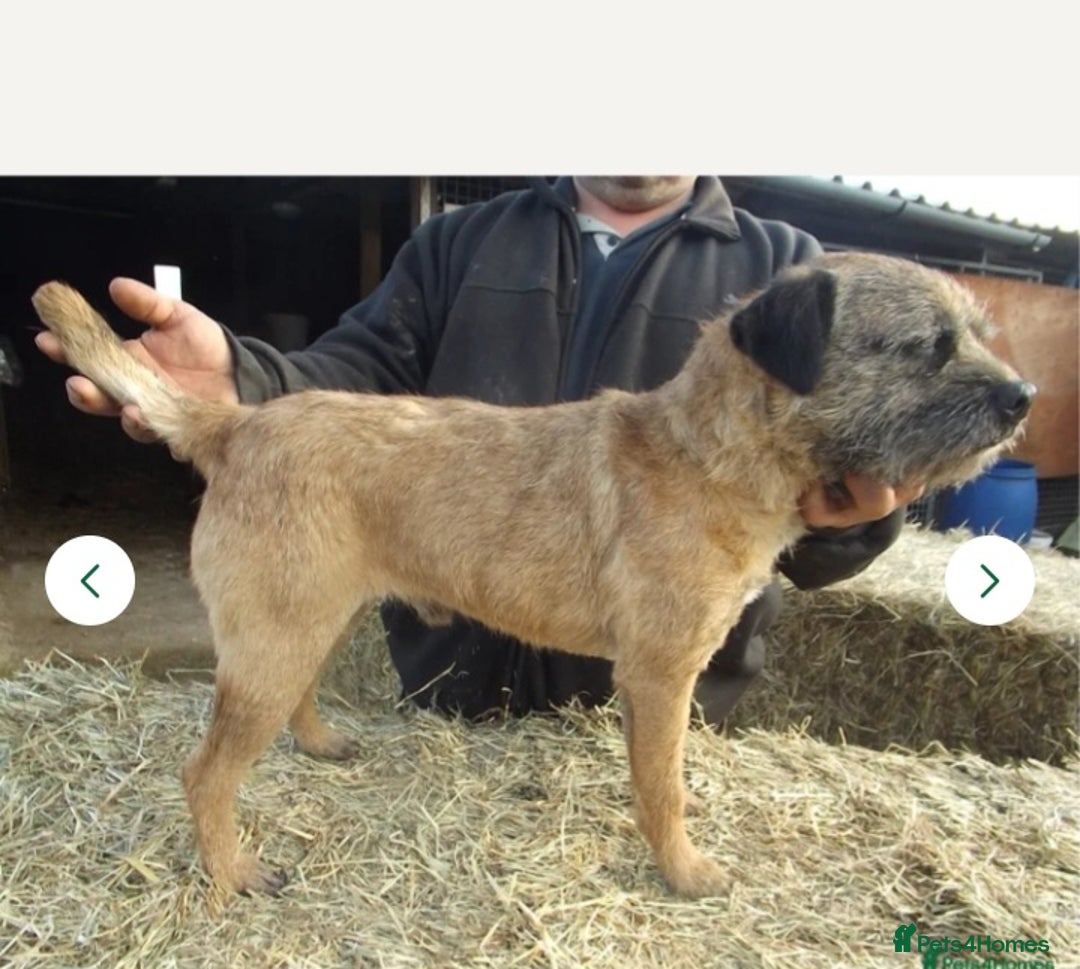 Border Terrier dogs for sale: 3 beautiful border terrier puppies - Advert 5