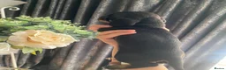Dachshund dogs for sale: 3 dachshund puppies  - Advert 6