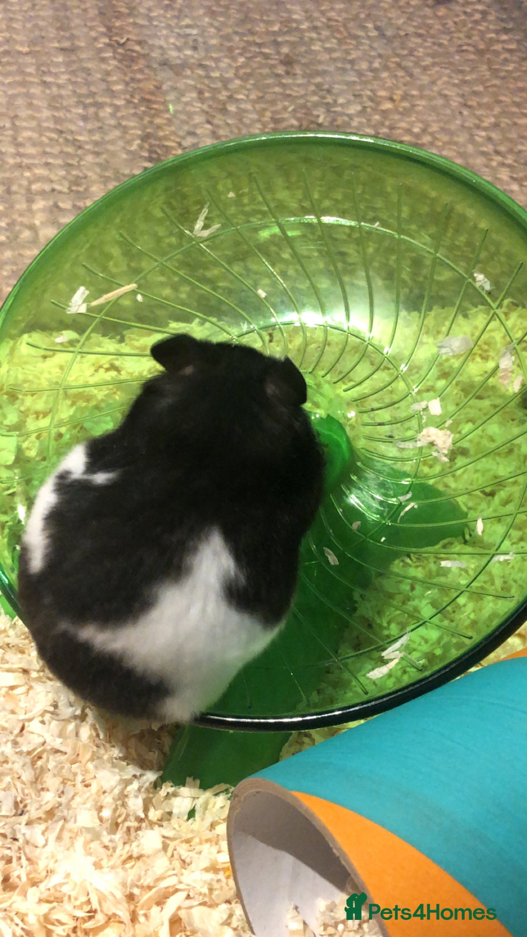 Hamster rodents for sale: Blitzo - Image 2