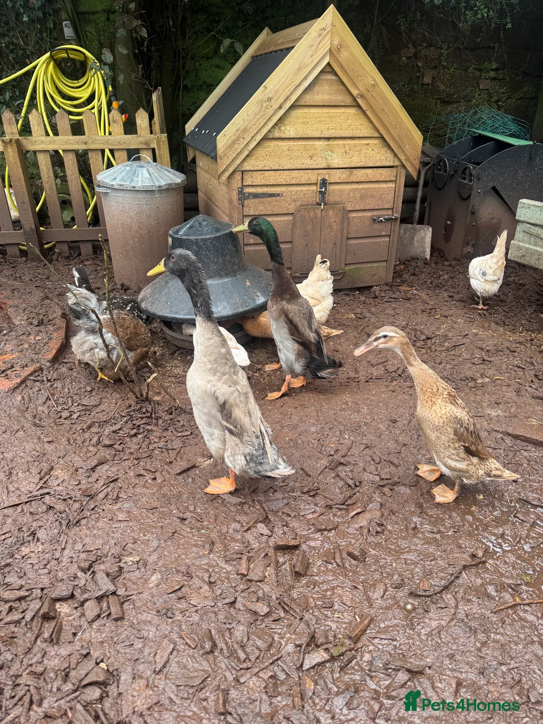 Ducks poultry for sale: Male runner ducks - Advert 1