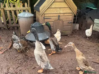 Ducks poultry Male runner ducks - Advert 3