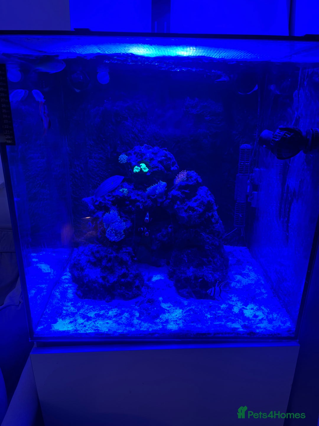 Shrimps fish for sale: 220L marine tank - Advert 1