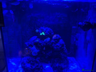 Shrimps fish 220L marine tank - Advert 6