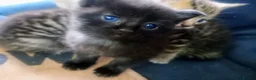 Mixed Breed cats for sale: ORIENTAL BENGAL X MAU KITTENS READY NOW! 1 OF EACH - Advert 9