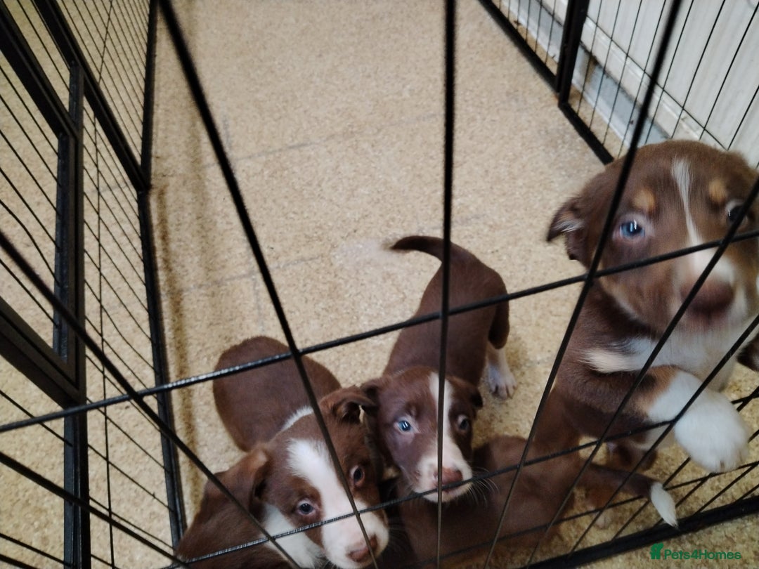 Welsh Collie dogs for sale: Tri colour Welsh collies  - Image 7