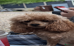Maltipoo dogs for sale: TEDDY BEAR MALTIPOO PUPPIES  - Image 17