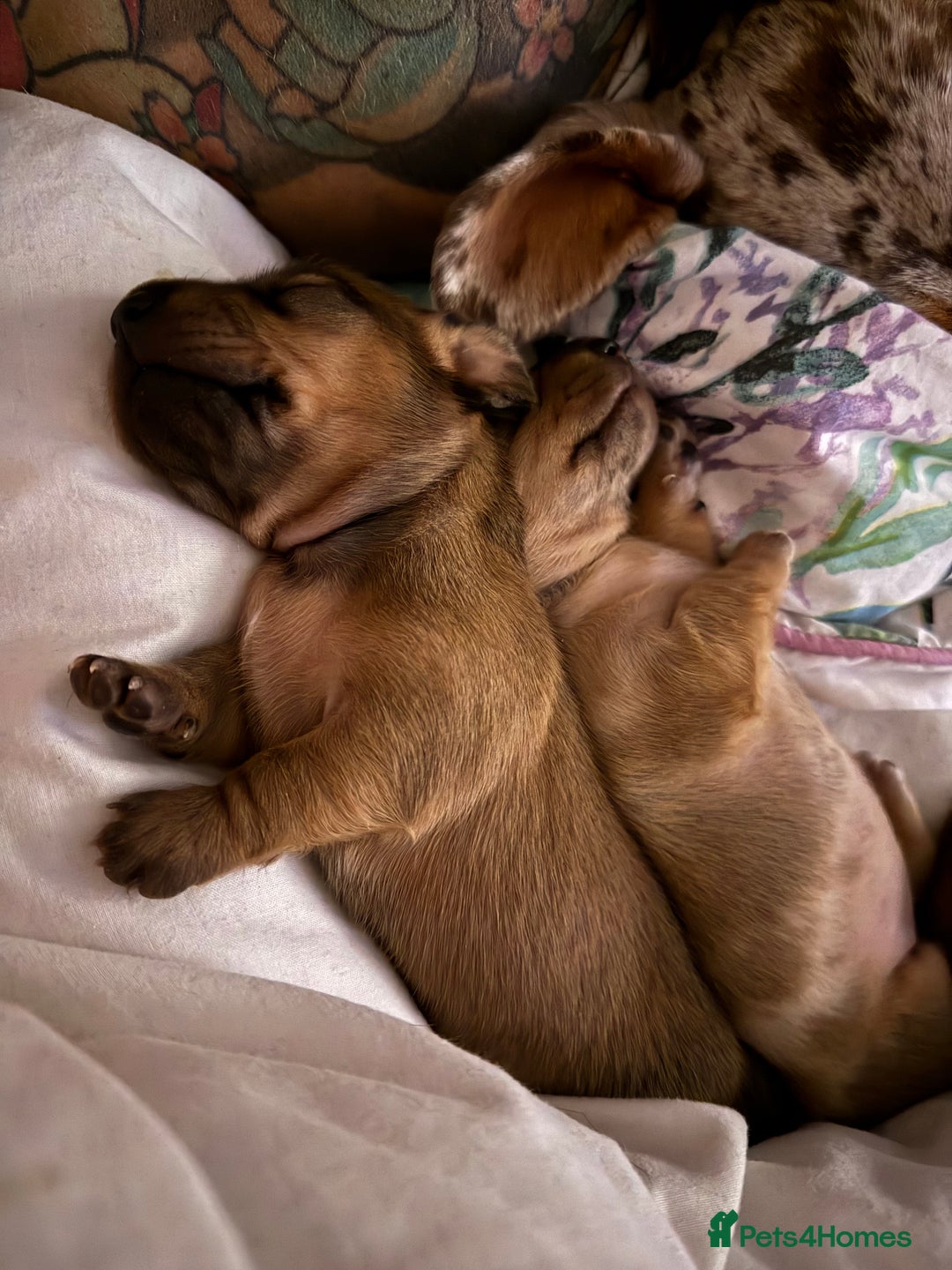 Miniature Dachshund dogs for sale: Four beautiful miniature dachshund  - Advert 15