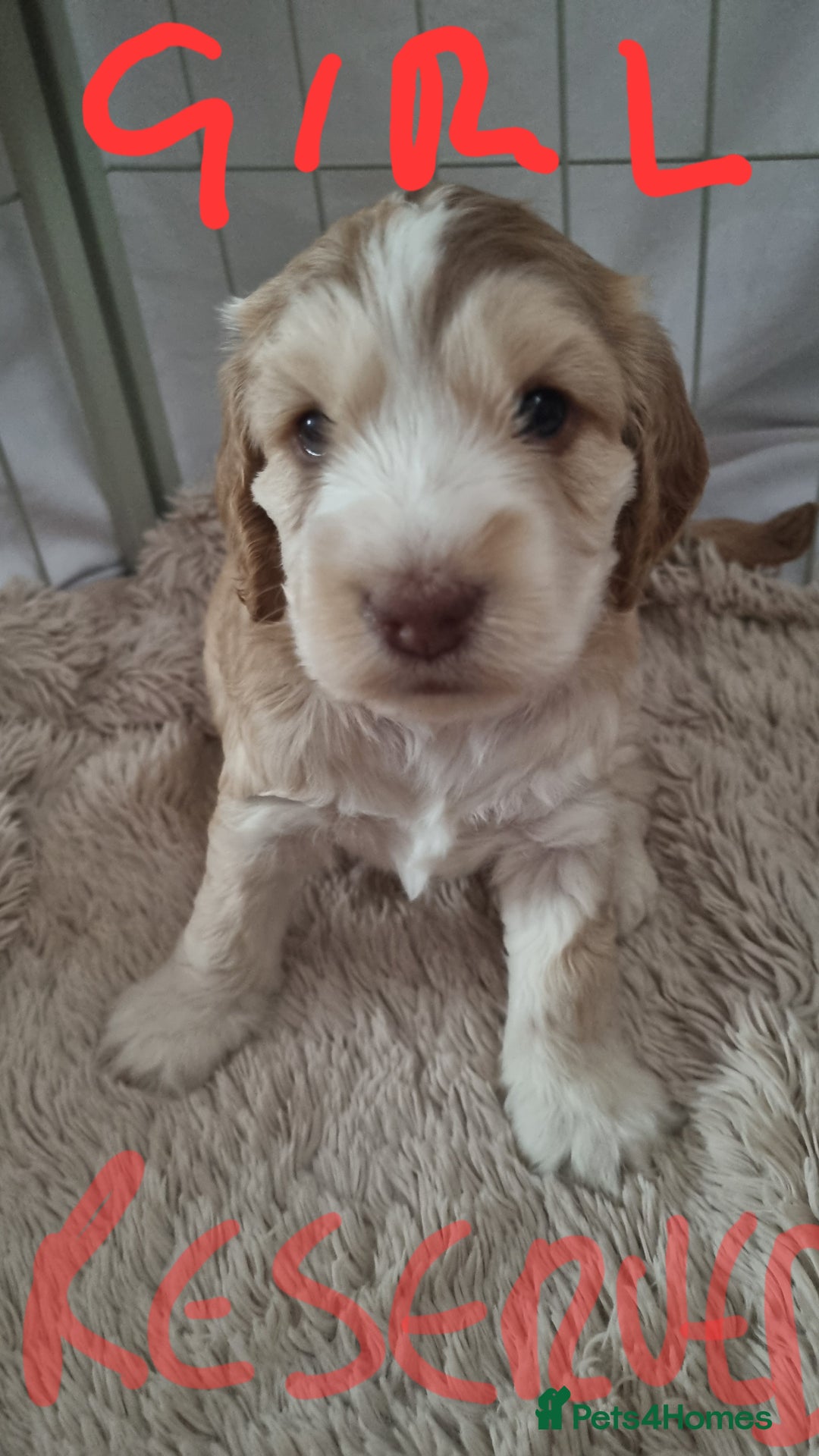 Cockapoo dogs for sale: Beautiful Cockapoos  - Image 7