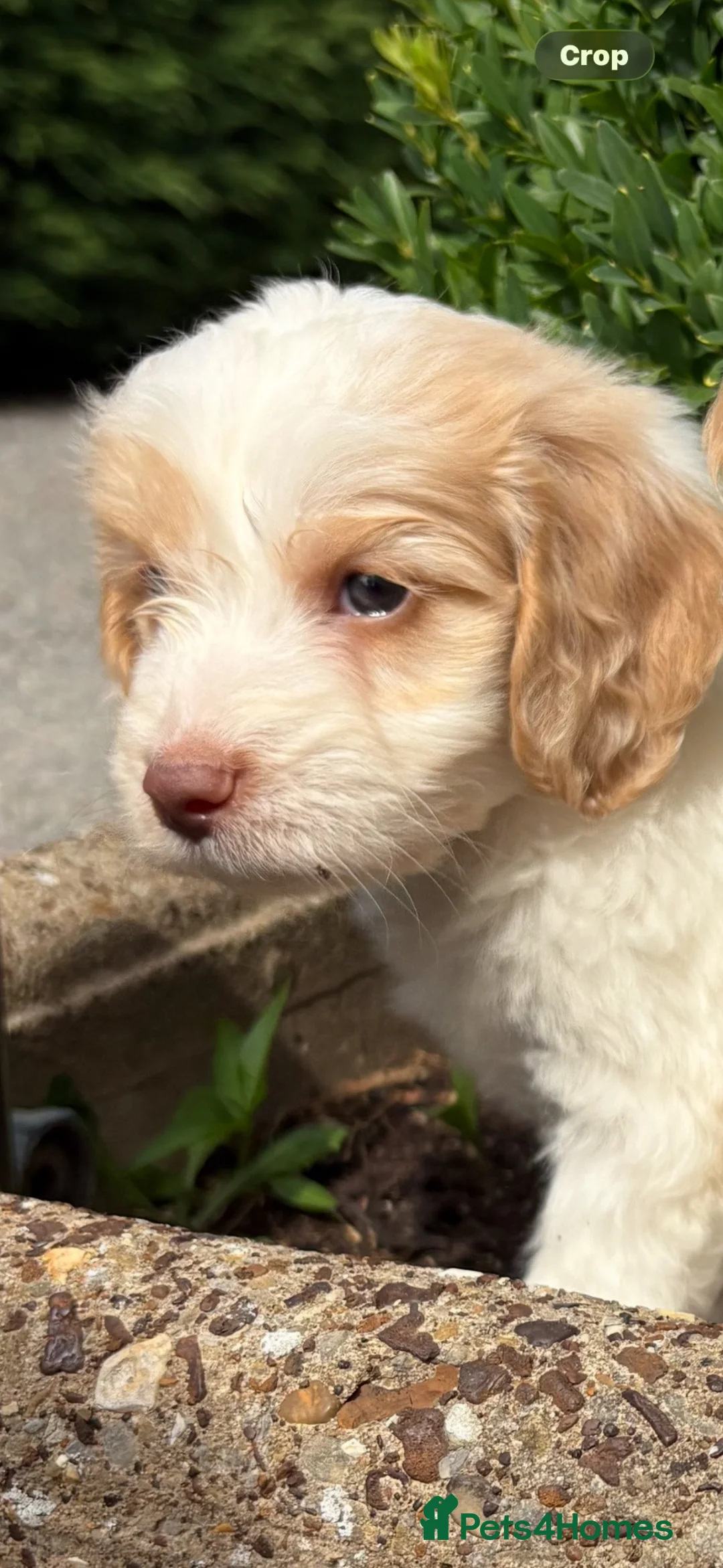 Cockapoo dogs for sale: Cockapoos - Advert 19