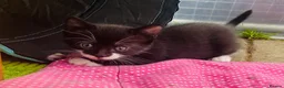 Siamese cats for sale: 5 Siamese mix babies  - Advert 12