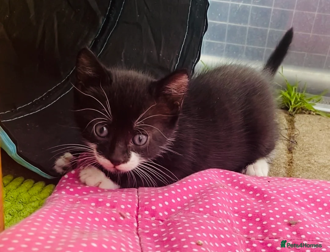 Siamese cats for sale: 5 Siamese mix babies  - Advert 12