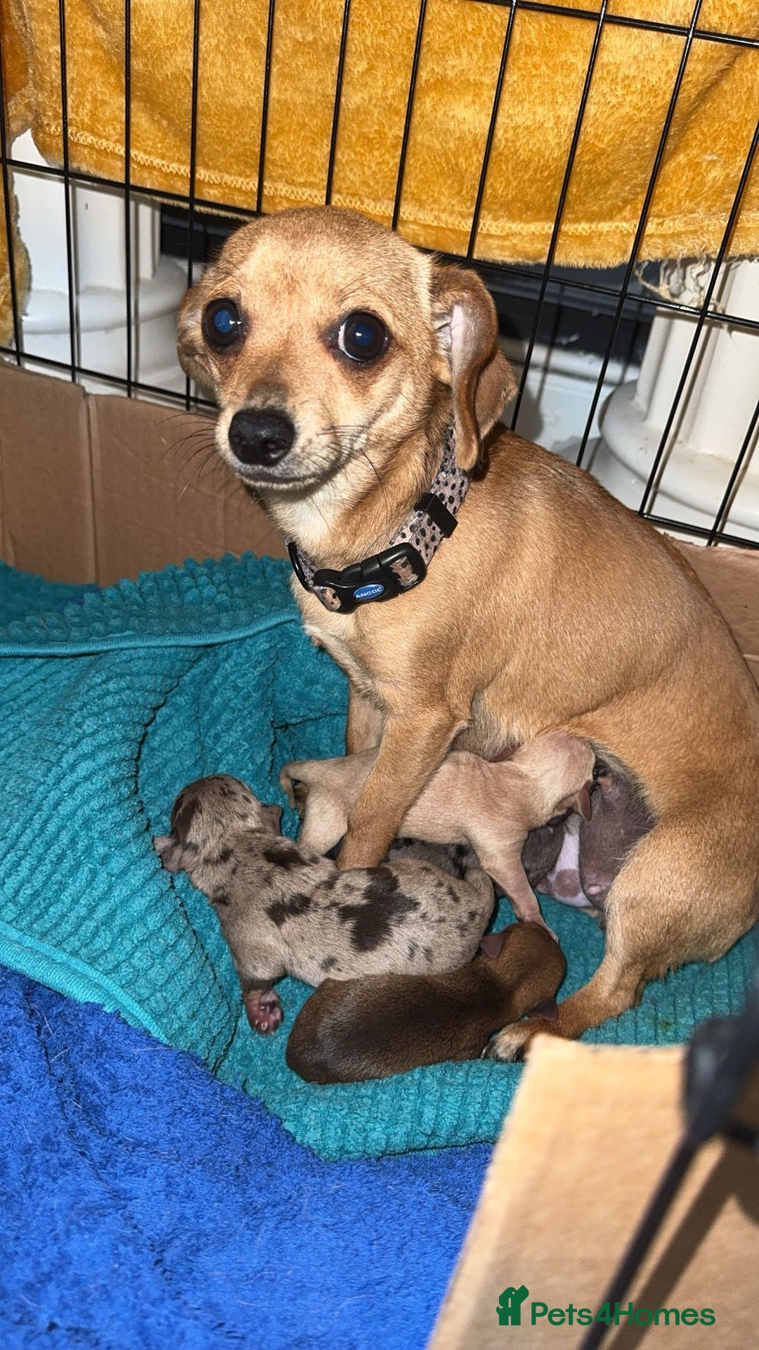 Chiweenie dogs for sale: Chiweenie - Image 5