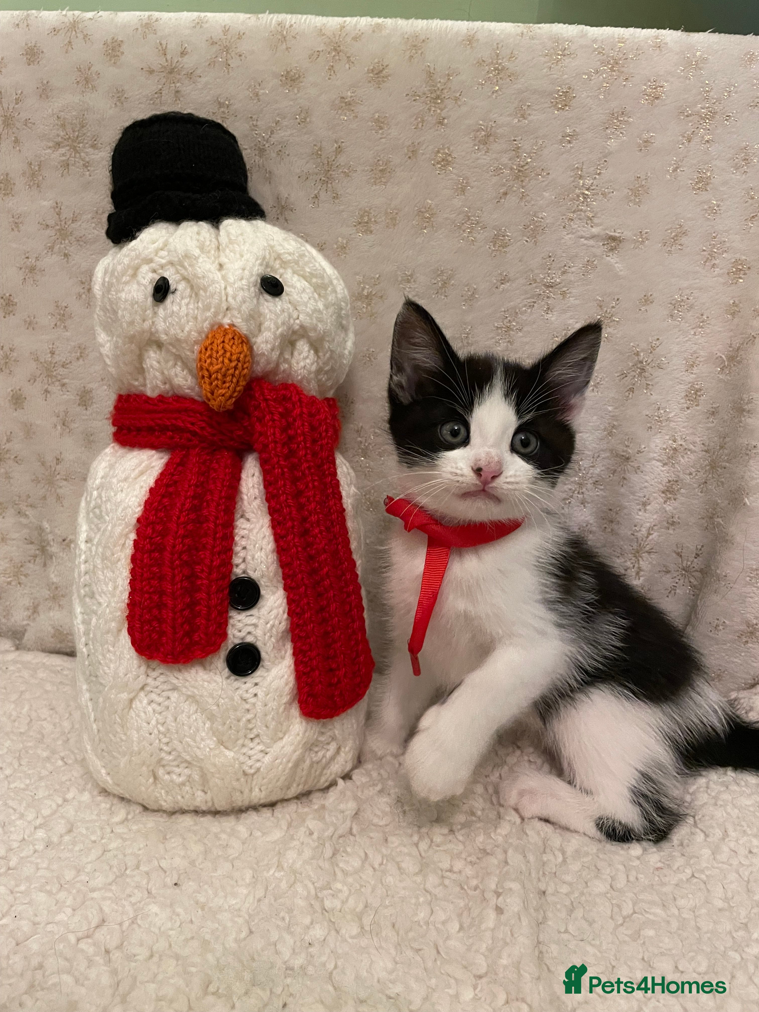 Mixed Breed cats Adorable kittens ready for  **   - Advert 8