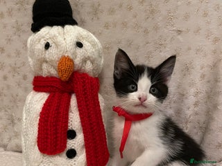 Mixed Breed cats Adorable kittens ready for christmas - Advert 1