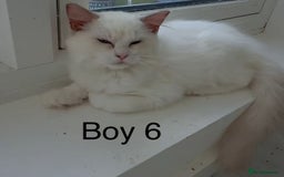 Ragdoll cats for sale: Ragdoll kittens for sale - Image 3