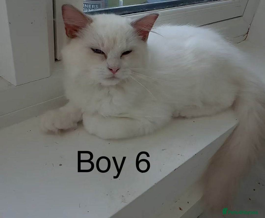 Ragdoll cats for sale: Ragdoll kittens for sale - Image 3