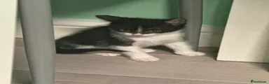 Oreo/portugal