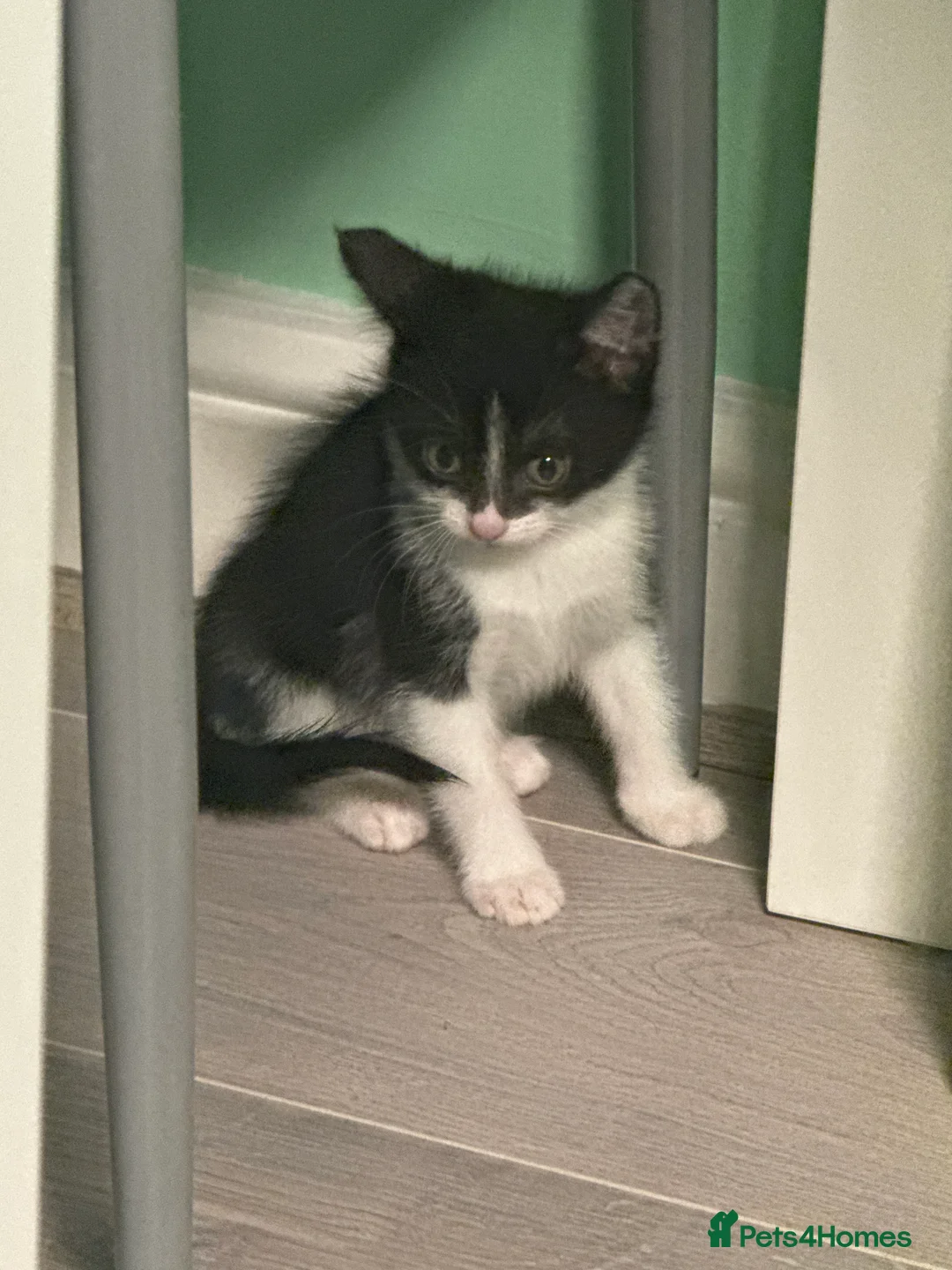 Mixed Breed cats for sale: Mixed breed kitten girl in Spalding - Advert 2
