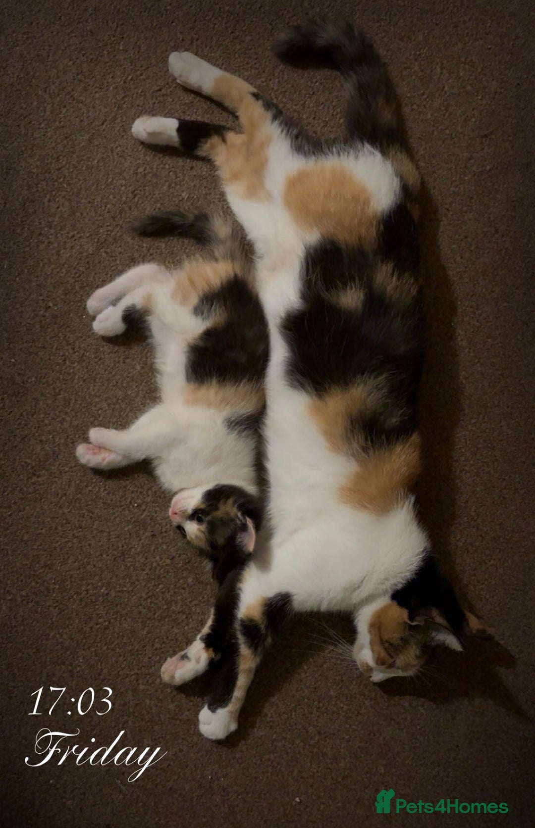 Domestic Shorthair cats for sale: Female calico kitten - Image 3