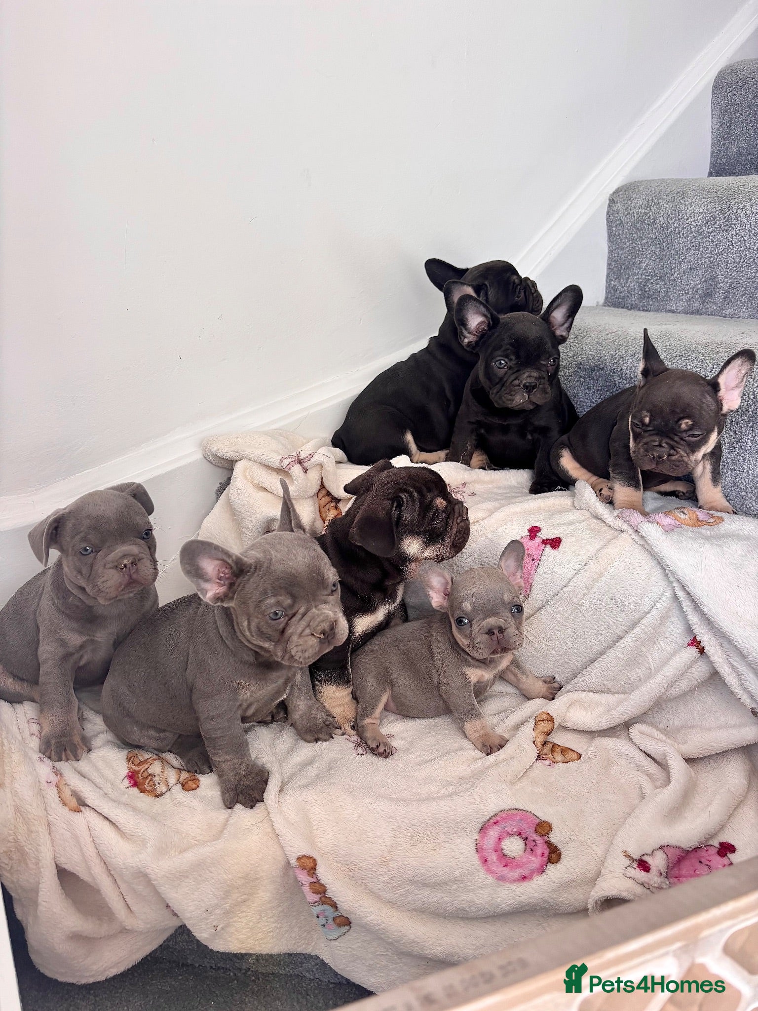 French Bulldog dogs 🩶🤍🤎 A Quality Box Of Frenchies 🩶🤍🤎 - Advert 1