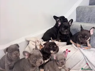 French Bulldog dogs 🩶🤍🤎 A Quality Box Of Frenchies 🩶🤍🤎 - Advert 15