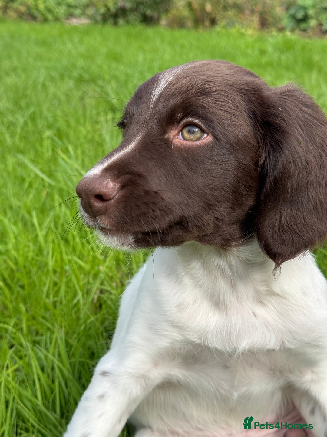 English Springer Spaniel dogs for sale: 1 Female READY TO GO KC Reg ESS Puppy - Image 4