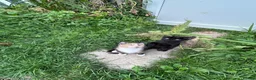 Domestic Shorthair cats for sale: 2 final kitties are waiting for their forever home - Advert 10