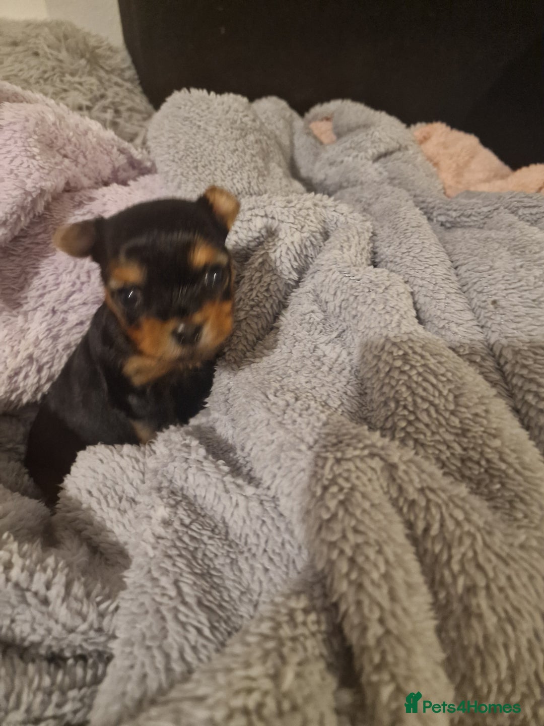Yorkshire Terrier dogs for sale: Hello we got 2gorgeous puppies for sale - Advert 4